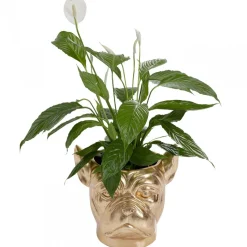 Bulldog plantenbak goud - Kare Design Bulldog Gold